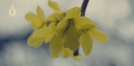 Berberine