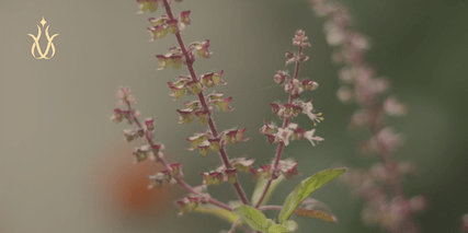 TULSI