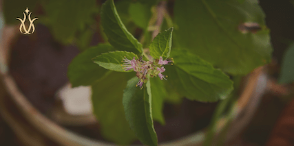 holy basil plant