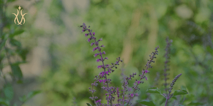 holy basil flower