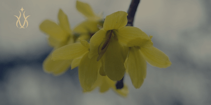 berberine