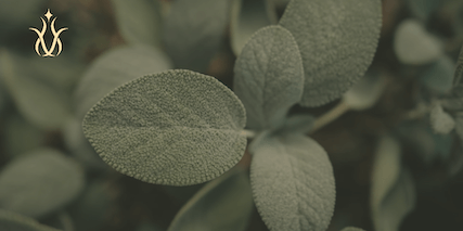 sage leaves