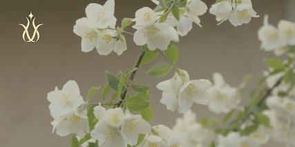 Jasmine blossoms and green tea leaves