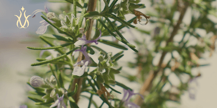 The Benefits of Drinking Rosemary tea